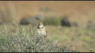 Calandra lark singing