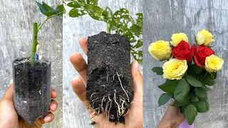 Try cuttings of roses bought at the market | Propagate rose branches