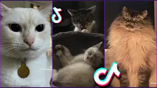 Funniest Cats From TikTok #3