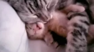 Cat mom hugs baby kitten