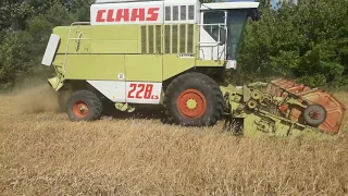 11.08.2019. NO-TILL просо уборка Claas Commandor 228