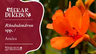 Kebun Raya Cibodas - Mekar di Kebun: Rhododendron spp