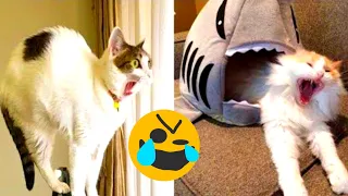 New Funny Animals 2023| 😍 | Funniest Cats and Dogs| 🐕😀| Part  8