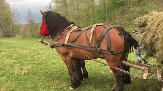 Caii lui Crețu de la Budesti,Maramureș#2019