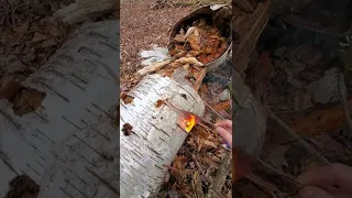 Birch bark firestarter - will a rotten tree work?