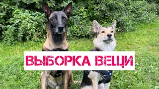 Выборка вещи, дрессировка дворняжки, поиск предмета, обучение поиску, онлайн курс- читай описание ⬇️