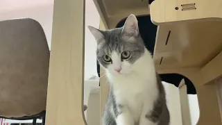 고양이 학대 영상 (소리주의)