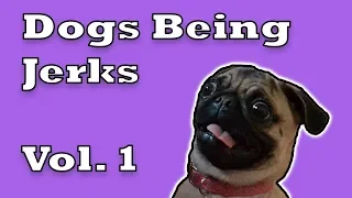 Funny Dogs Being Jerks Vol. 1 New Compilation