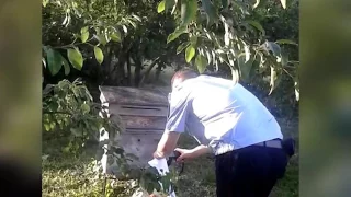 Отравление пчел