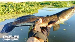 Ep.04 Snakehead Fishing Adventures at Laguna Lake Philippines 🇵🇭