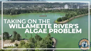 Project at Ross Island could help stop the Willamette River from turning green with algae