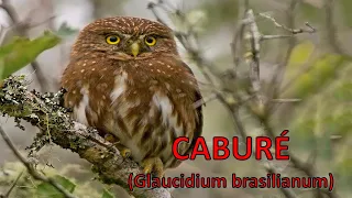 Canto do Caburé (Glaucidium brasilianum)  #birds #avesdonordeste #strigiformes #FerruginousPygmyOwl