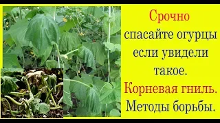 Срочно спасайте огурцы если увидели такое. Корневая гниль. Фитоспорин.