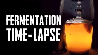 Fermentation Timelapse