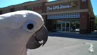 Fun Trip To The UPS, Gifts, A New Cool Toy, and ... hawks? (Birdy VLOG)