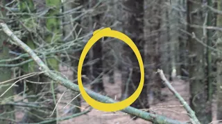 BIGFOOT CAUGHT ON CAMERA