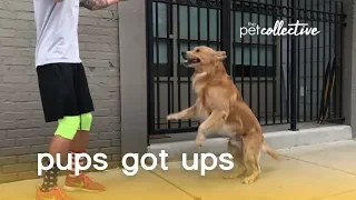These Pups Got Ups (Jumping Dogs) | The Pet Collective