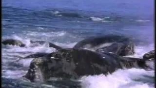 Sharing the Coast - Right Whales