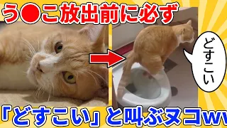 【2ch動物スレ】排便直前に必ず「どすこい」と叫ぶヌコ→最強レベルの面白さｗｗｗｗｗ