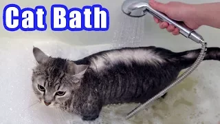 How to Give a Cat a Bath without It Freaking Out or Getting Scratched