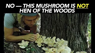 No — This Mushroom Is NOT Hen Of The Woods