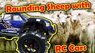 Rounding Sheep with RC Cars - Traxxas 8s X-Maxx and indestructible body