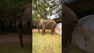 BUBBLE PLAY WITH BUBBLES THE ELEPHANT!