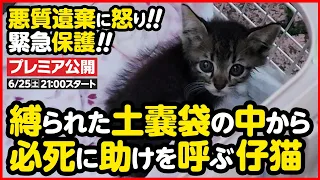 【子猫保護】悪質遺棄！土嚢袋の中に子猫が...！緊急保護しました