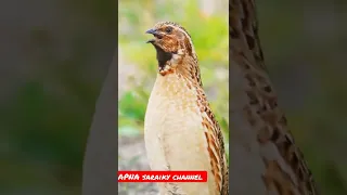 common quail sound/quail/batair ki Awaz/بٹیر کی آواز