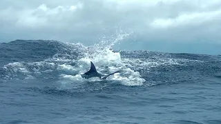 Golfito, Costa Rica’s Blue Marlin Fishing