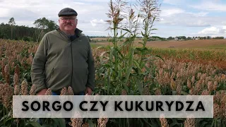 Sorgo czy kukurydza? Uprawa sorgo na ziarno - wszystko, co musisz wiedzieć