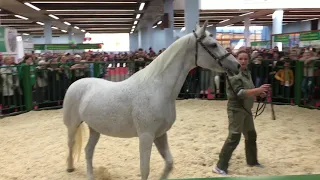 Золотая осень 2018. Выводка лошадей. Ковбойка