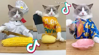 That Little Puff | Cats Make Food 😻 | Kitty God & Others | TikTok 2024 #83