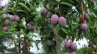 Particularidades del Cultivo de Mango - TvAgro por Juan Gonzalo Angel