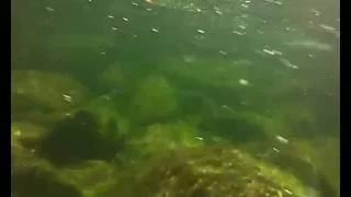 Swimming underwater in New Hampshire's Ammonoosuc river