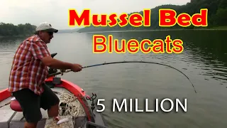 Fishing mussel beds for Blue catfish