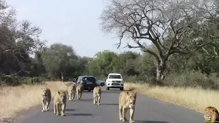 Large N'wanetsi Lion Pride walk In The Road