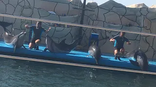 Дельфинарий Анапа Большой Утриш