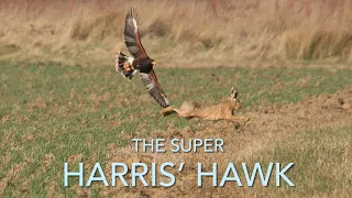 FALCONRY: The Super Harris hawk