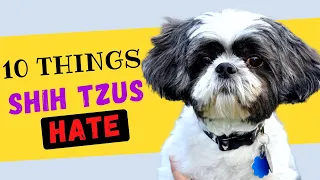 10 Things Shih Tzu's Hate - Try To Avoid The Ones That You Can!