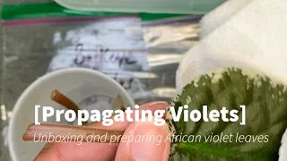 Propagating Violets- Unboxing and preparing leaves