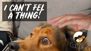 💟 Dog freaks out when she sees human touching her but she can't feel anything. 💟 Episode 82