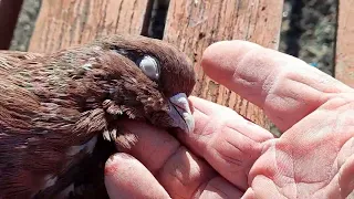 Николаевские голуби.Невозвратимая потеря.