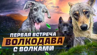 Первая встреча волкодава с волками