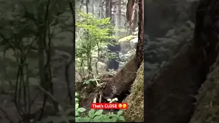 Broad Shoulder Giant Walks Right by Camera Attached to Tree! | Is This What Bigfoot Looks Like? 🤔