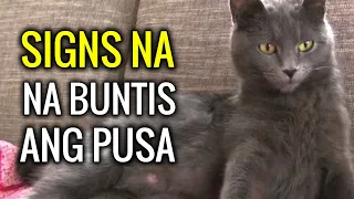 10 Signs na Buntis ang Pusa