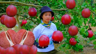 Harvesting Red Grapefruit Goes To Market Sell - Cooking, Daily life, Gardening, Farm
