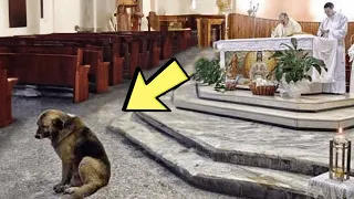 Собака вторглась на мессу и отказывается уйти, священник решил последовать за ней...