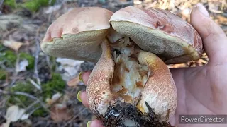 Грибы 🍄 В сухом далёком Лесу / СЪЕЗДИЛА НЕ ЗРЯ НО Больше не поеду / Это издевательства над собой .