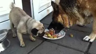 Pug Steals Food From German Shepherd (Xmas)